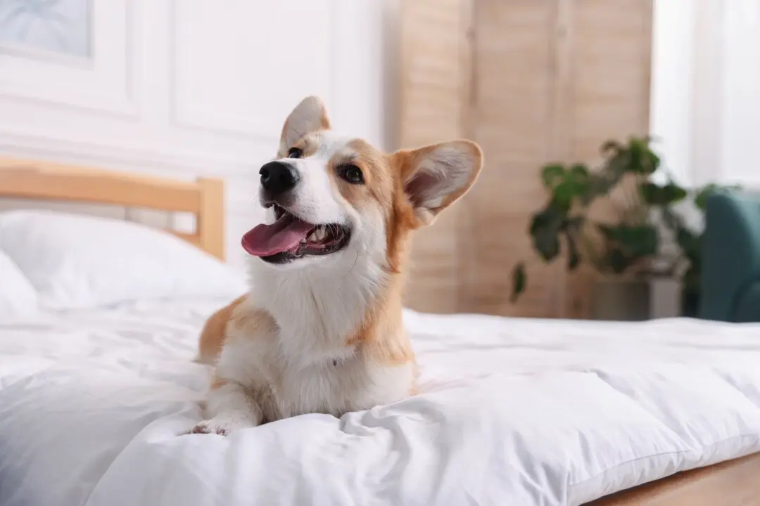 Luxury Hotels Have a New VIP Guest: Your Dog