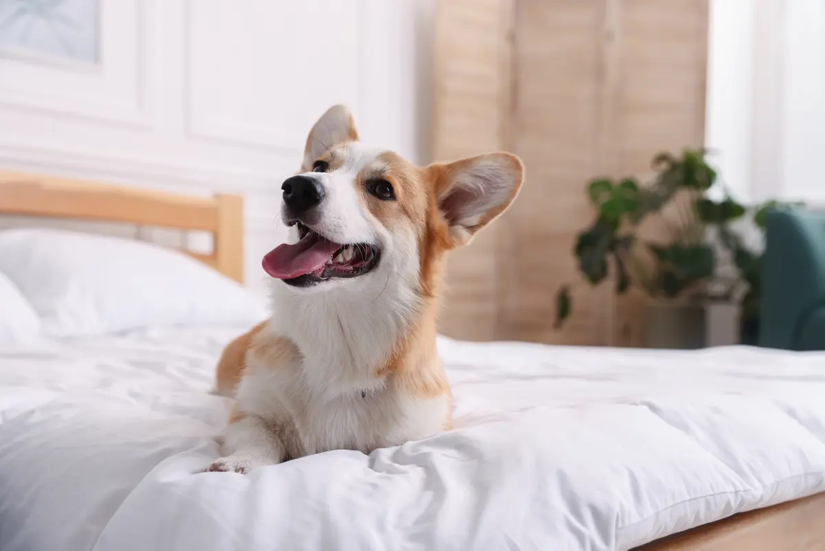 Luxury Hotels Have a New VIP Guest: Your Dog