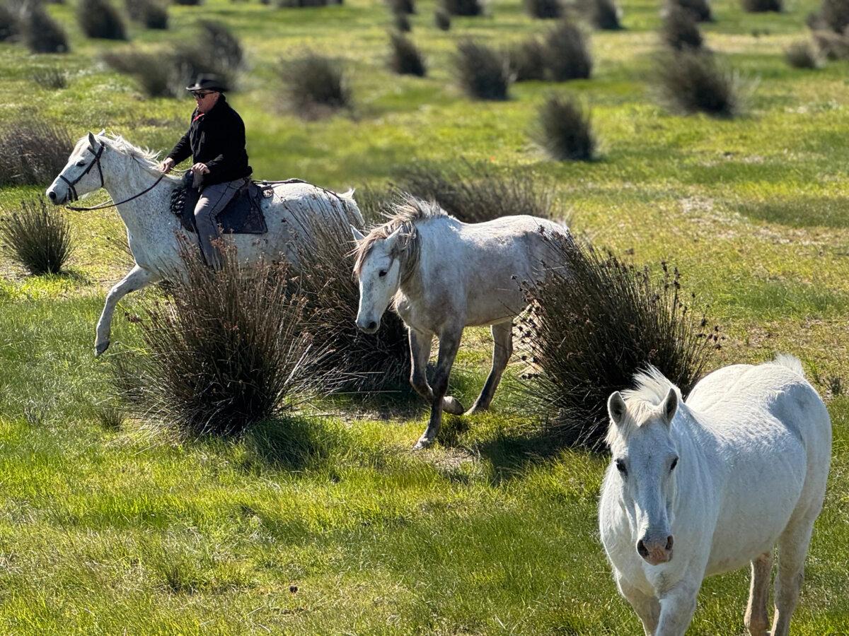 The Camargue region of France is famous for its white horses. Passengers can make a stop here to see the cowboys in action. (Lori Rackl/TNS)