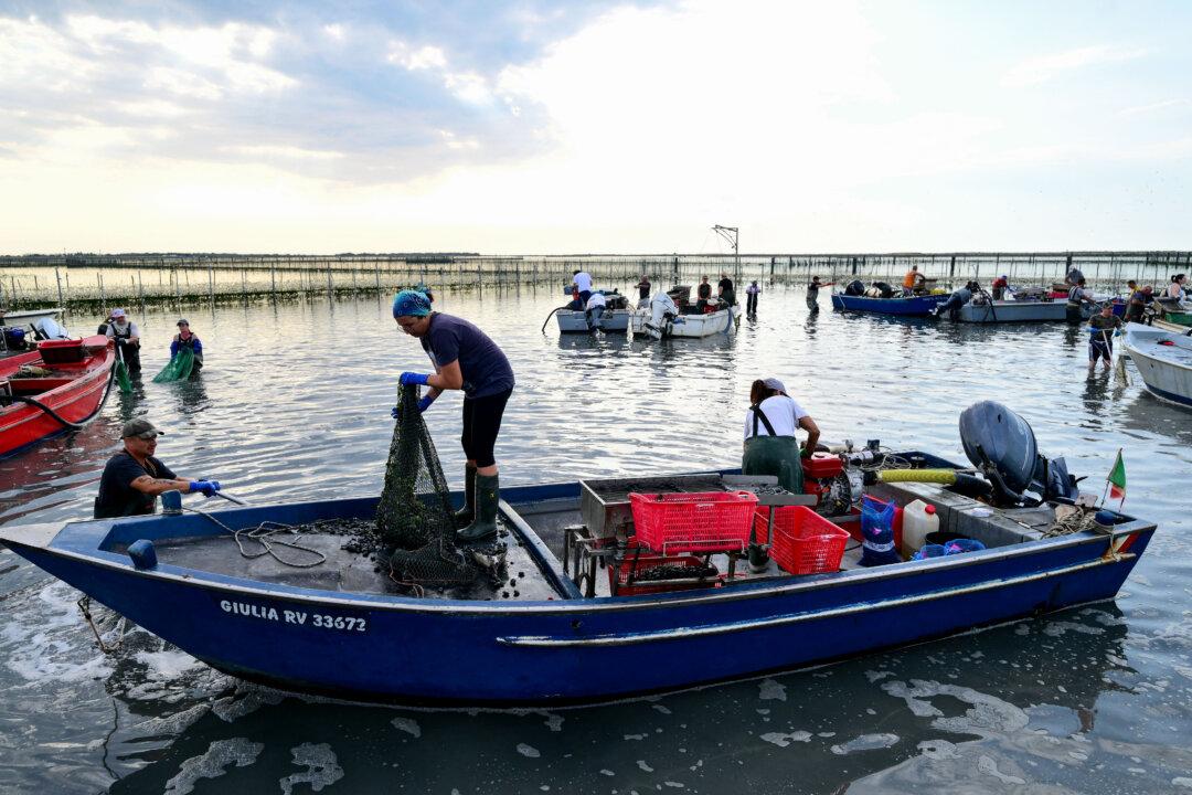 Clam harvesters work in the shallow waters of the Po River Delta at Scardovari, Italy, collecting clams by hand in the lagoon, northeast Italy, on June 26, 2026. (Photo by Stefano RELLANDINI / AFP via Getty Images)