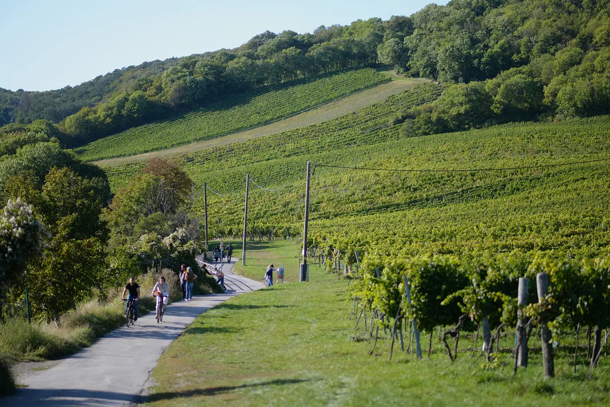 Vineyards cover the hills on the city's northwestern edge, especially on the slopes of Kahlenberg. (Anastasiia Sapozhnikova/Getty Images)