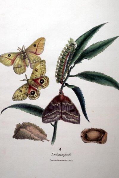 The Titian Peale Butterfly and Moth Collection. (Public Domain)