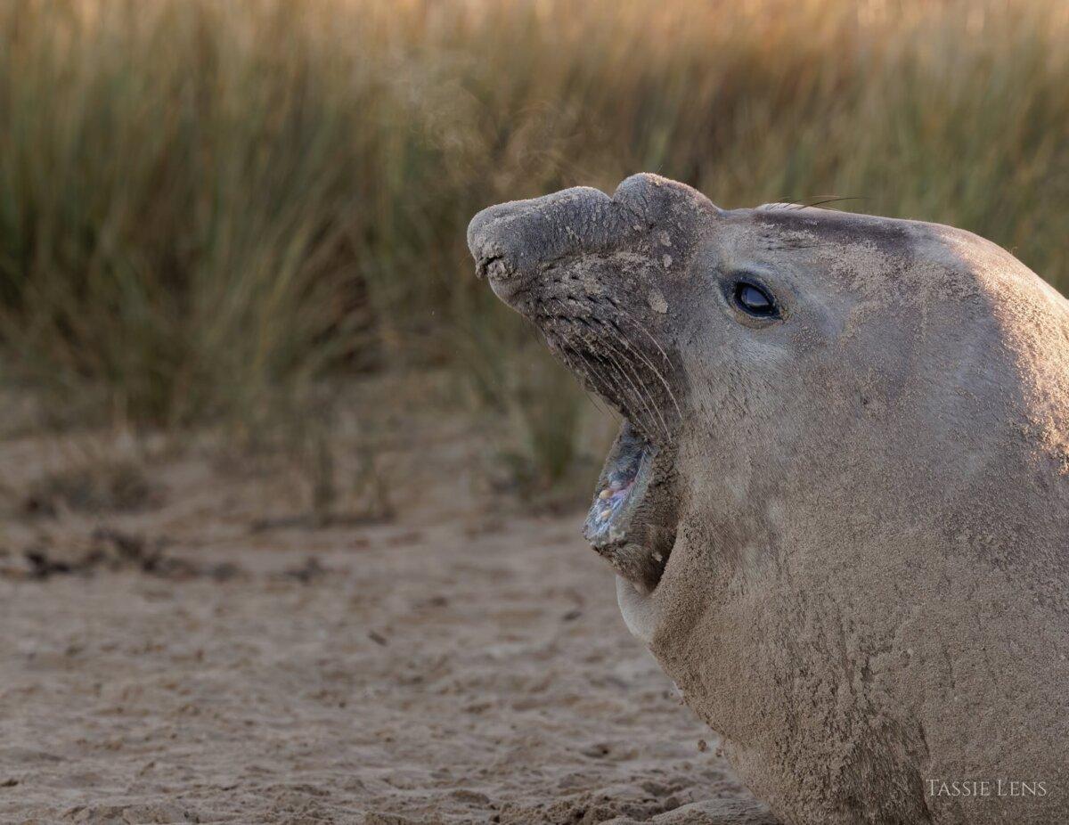 A photo capturing Neil the seal's breath. (Courtesy of Umesh Ranasinghe)