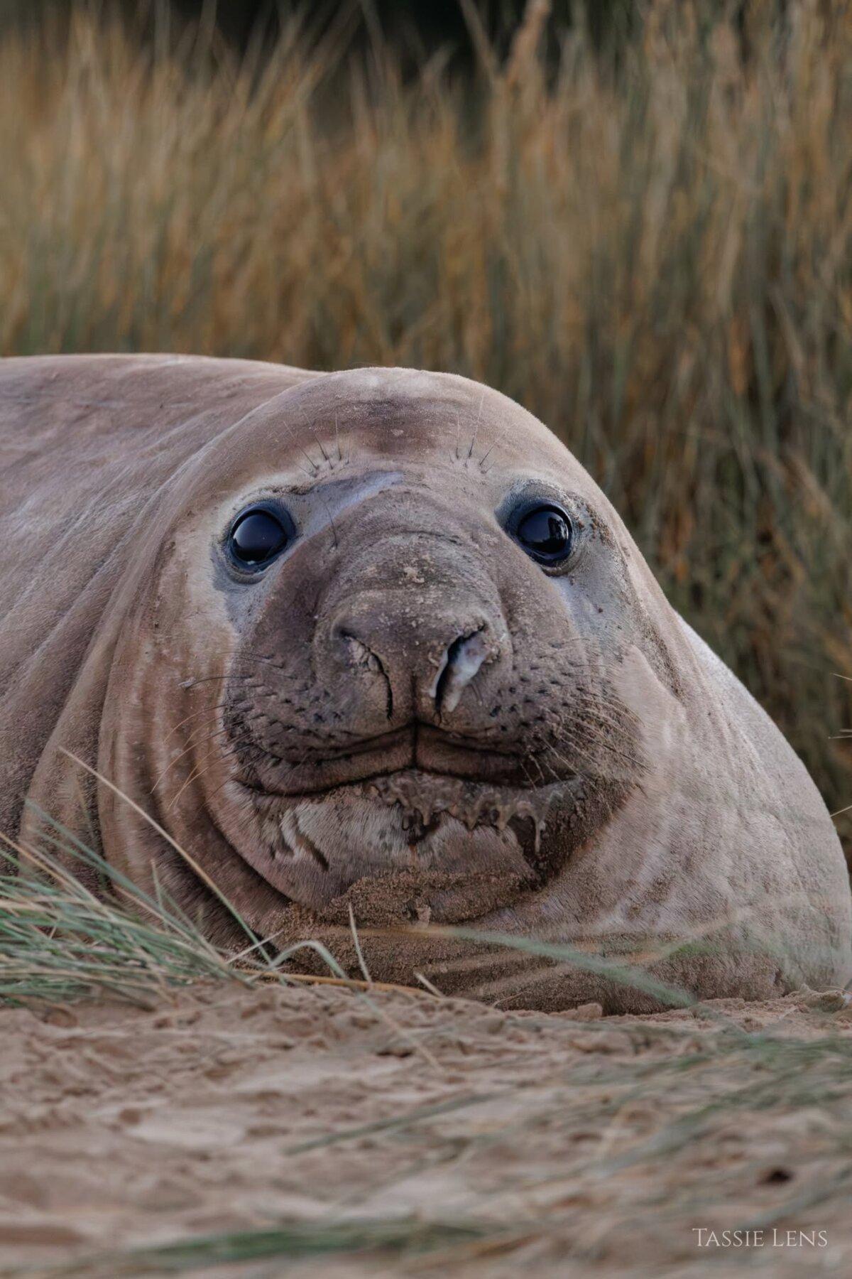 Neil the seal relaxes in Tasmania. (Courtesy of Umesh Ranasinghe)