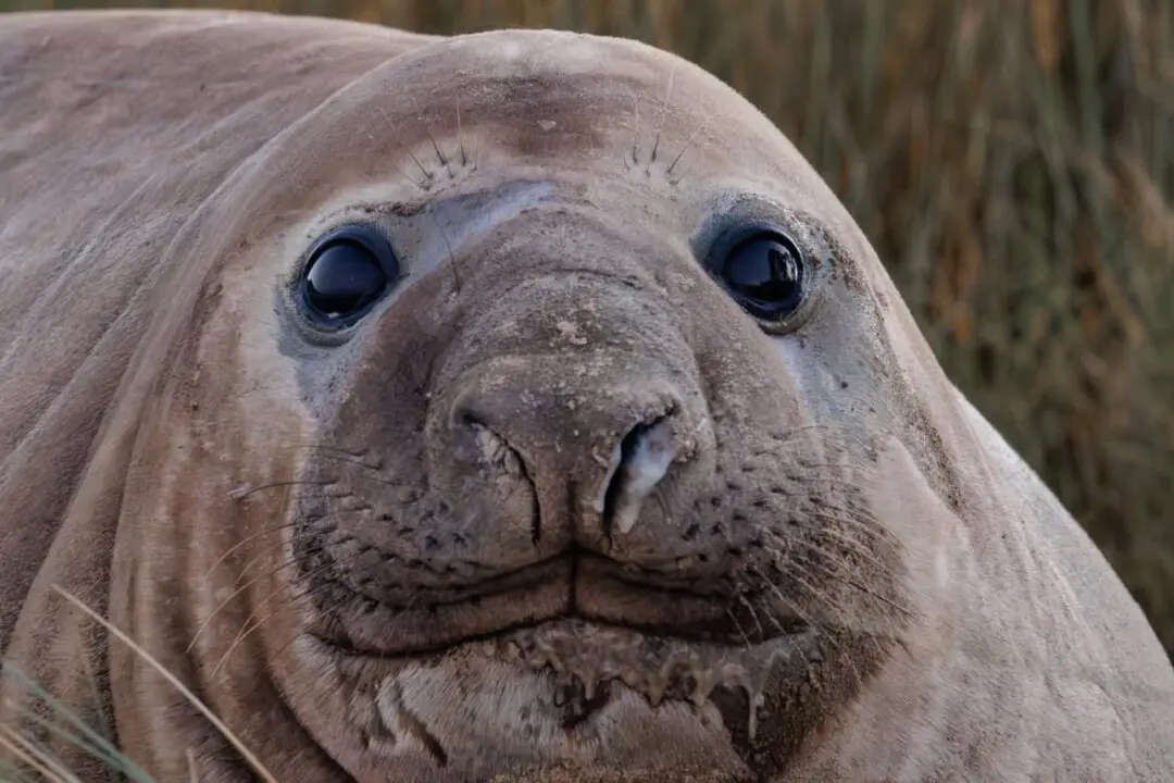 Photographer’s Dream Encounter With 1-tonne Internet Celebrity ‘Neil the Seal’