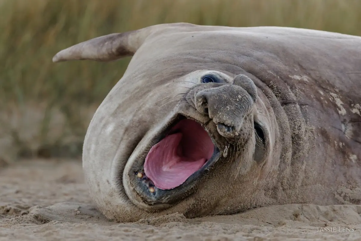 Neil the seal relaxes in Tasmania. (Courtesy of Umesh Ranasinghe)