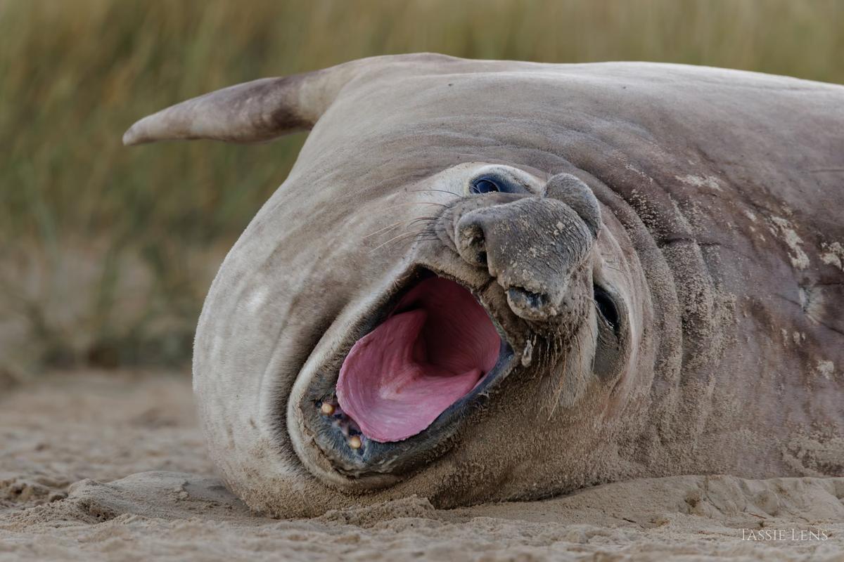 ‘Neil the Seal’ Returns to the Deep Blue Sea, Scientist Says He'll Likely Return