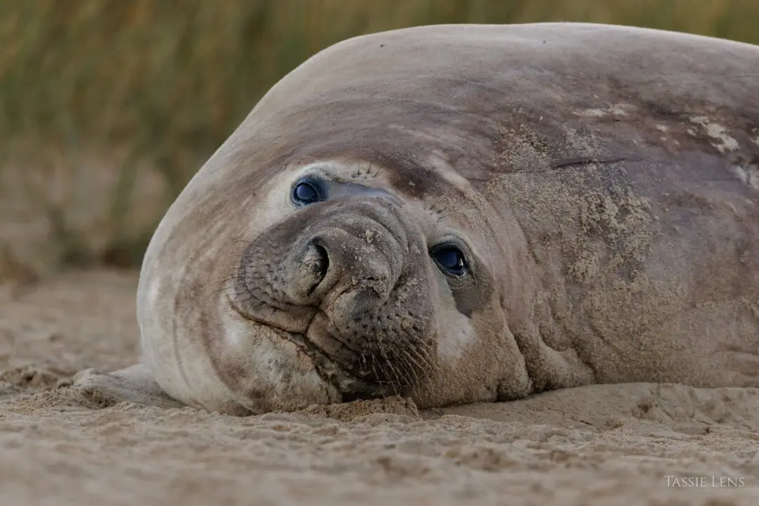 Photographer’s Dream Encounter with Neil the Seal