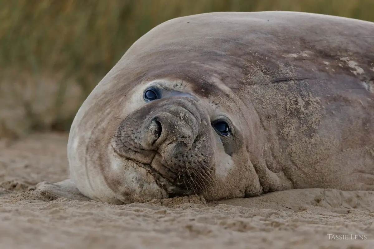 Neil the seal relaxes in Tasmania. (Courtesy of Umesh Ranasinghe)