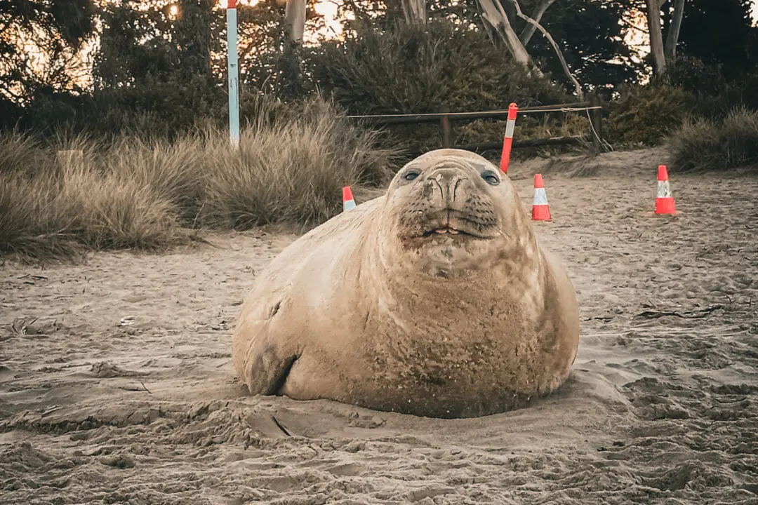 The World Has Fallen for ‘Neil the Seal’—Now 50,000 Have Signed a Petition to Protect Him
