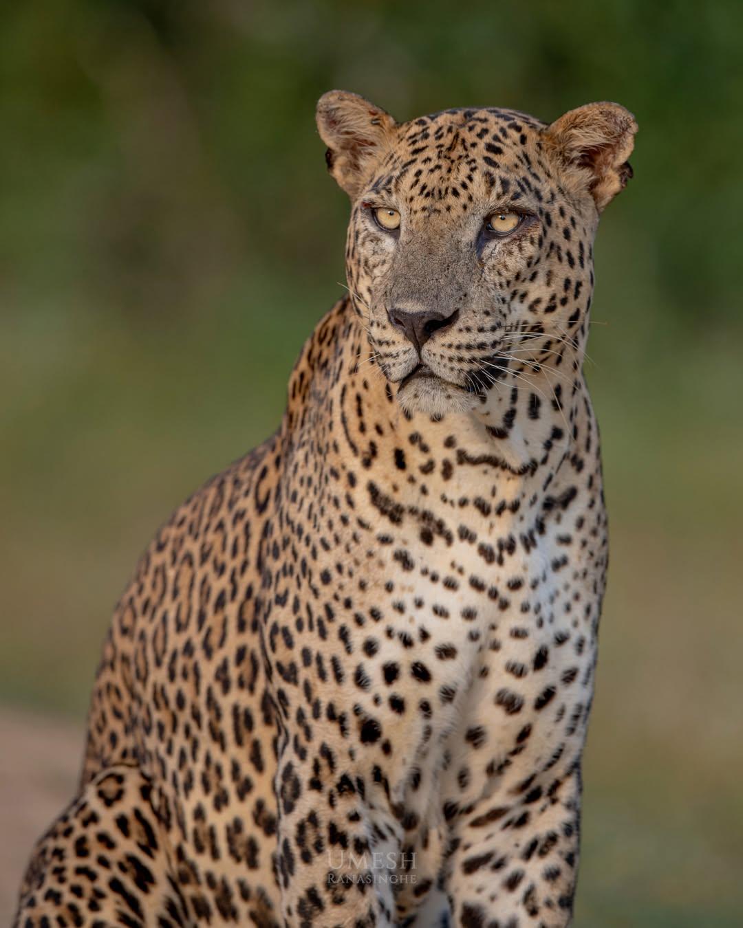 A stunning image of a leopard in Sri Lanka. (Courtesy of Umesh Ranasinghe)