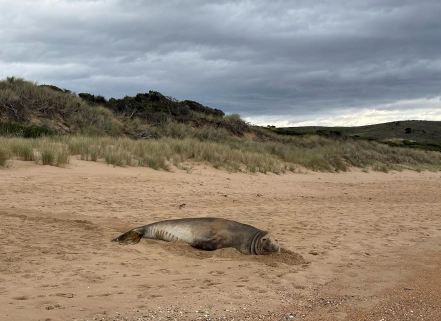Neil the seal rests on the beach. (Courtesy of Department of Natural Resources and Environment Tasmania)