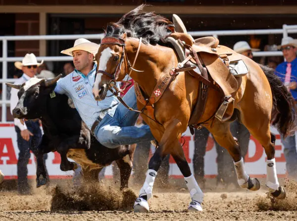 Jesse Brown, of Baker City, Oregon, competes during steer wrestling rodeo action at the Calgary Stampede in Calgary, Alta., on July 3, 2026. (The Canadian Press/Jeff McIntosh)