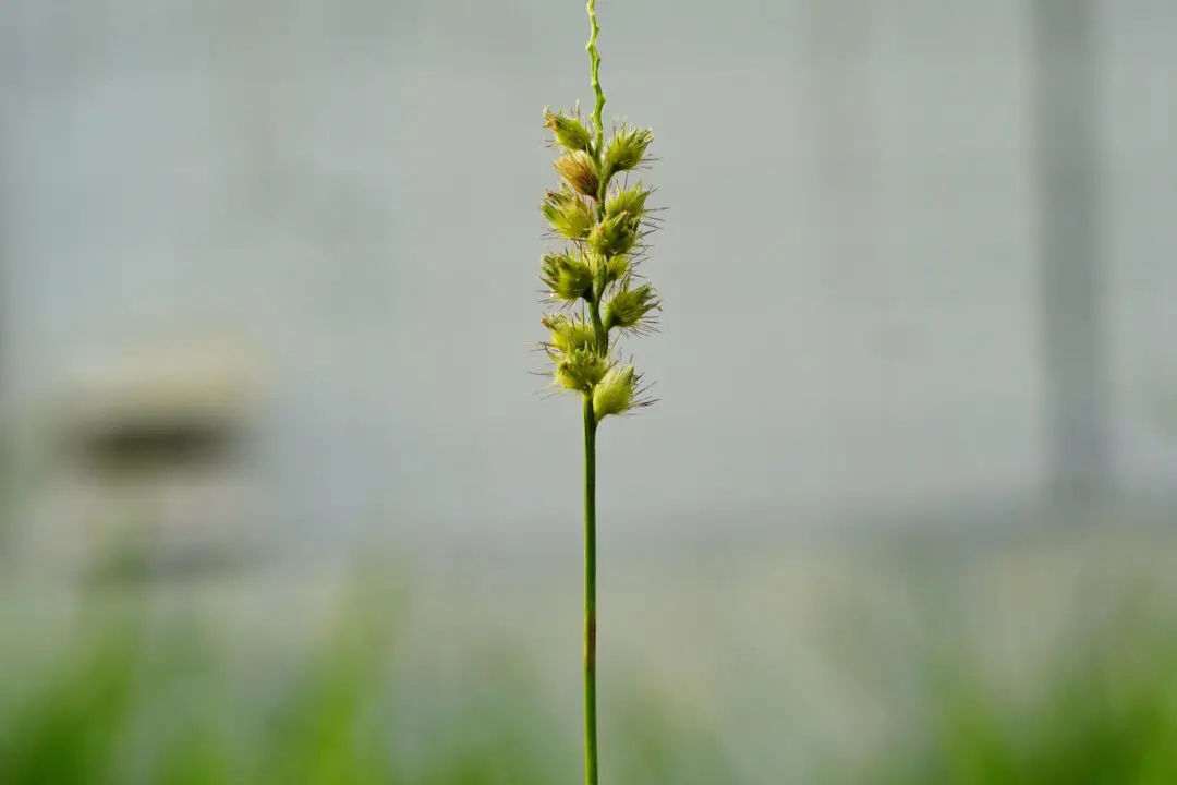 How to Get Rid of Sandbur in Your Garden