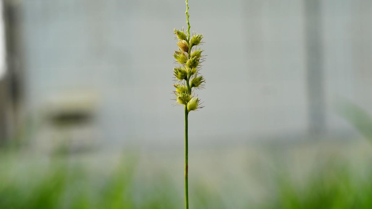 How to Get Rid of Sandbur in Your Garden