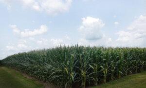 Farm Subsidies Turned the Corn Belt Into a Food Desert