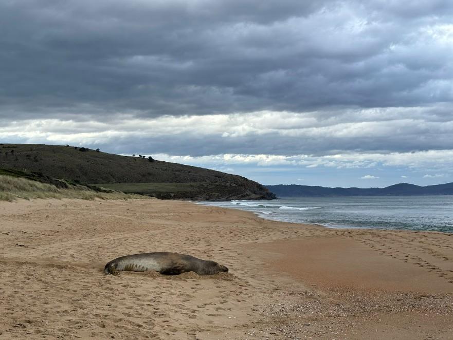 Neil the seal rests on a Tasmanian beach. (Courtesy of Department of Natural Resources and Environment Tasmania)