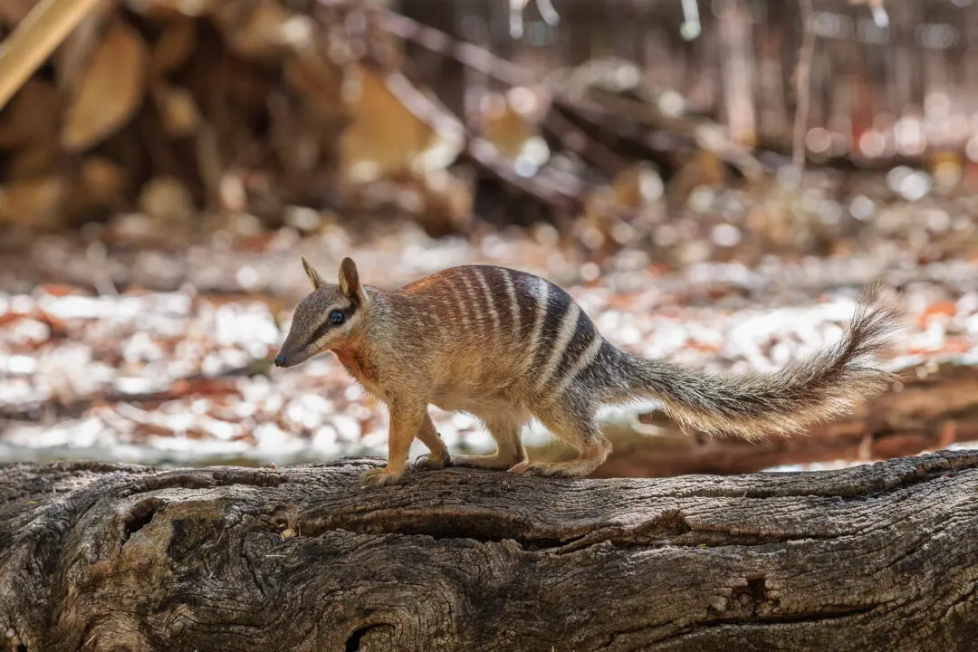 Numbats No Longer Endangered, but Threats Far From Over