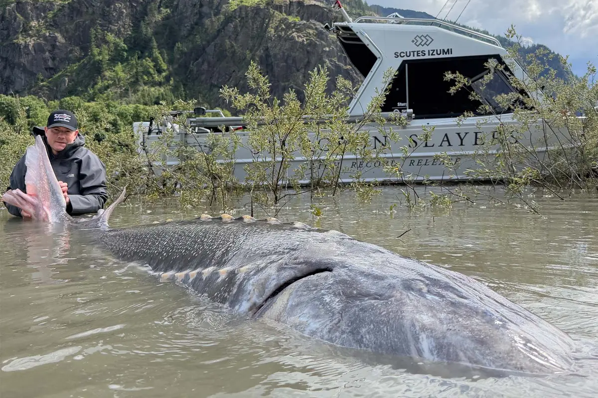 Owner of Sturgeon Slayers Kevin Estrada poses with his company's record-setting 11-foot, 8.2 inch sturgeon in the Fraser River on June 4, 2026.(Courtesy of Sturgeon Slayers)