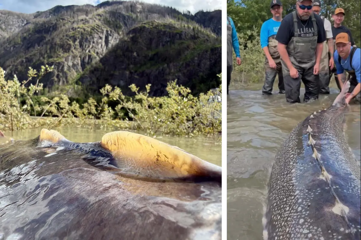 (Courtesy of Sturgeon Slayers)