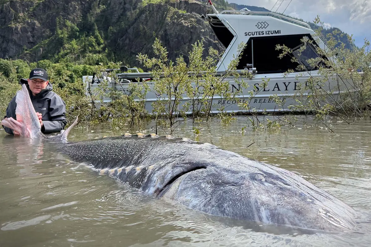 ‘Historic Moment’: Fraser River Anglers Reel in Record-Breaking Sturgeon Nearly 12 Feet Long