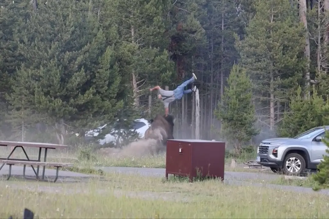 Huge Bison Flips Grandfather 8 Feet Into the Air in Shocking Yellowstone Attack