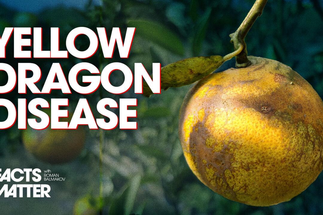 The Imported Asian Disease That Wiped Out 95 Percent of Florida’s Orange Industry in One Generation