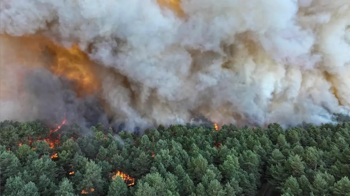 Fire in Forest of French Kings: The Battle to Save Fontainebleau