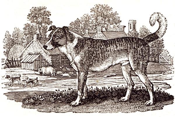 Thomas Bewick’s wood engraving of "The Ban-Dog" from "A General History of Quadrupeds." The illustration showcases his use of minuscule marks to add depth, shadows, and lifelike texture to the dog's coat and form.