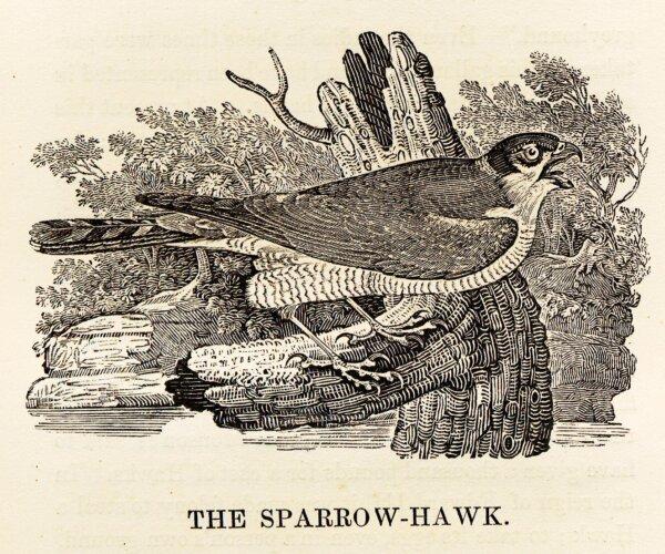 "The Sparrow-Hawk," a wood engraving from "History of British Birds." Bewick captured the bird’s wild, hunting spirit. (Public Domain)