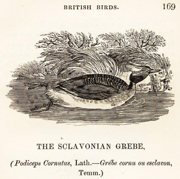 "The Sclavonian Grebe" from "History of British Birds" by Thomas Bewick. The calm scene shows how well Bewick captures wildlife in its natural setting. (Public Domain)