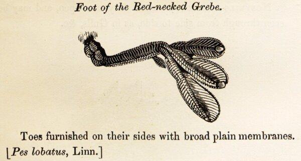 A detailed woodcut shows the unique membranes of a grebe's foot from "History of British Birds." Bewick was known for expertly reproducing anatomical structures, even at a nearly microscopic level. (Public Domain)