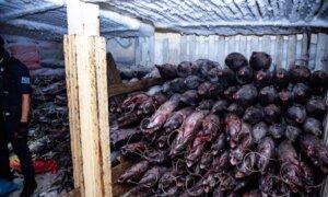 ‘Going Dark’: The High-Tech Tricks Behind Illegal Chinese Fishing in the Pacific