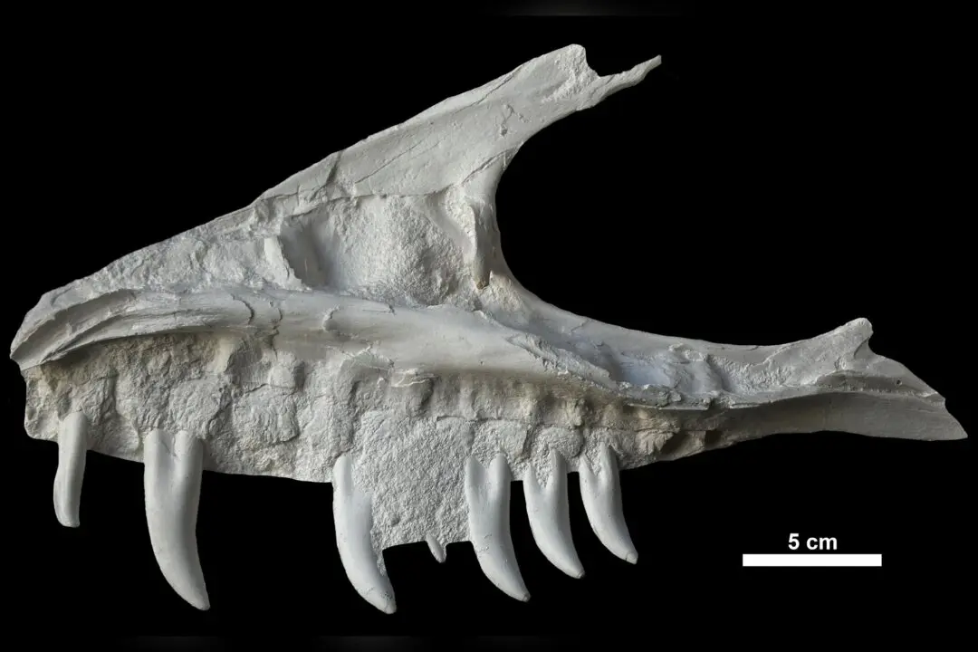 Remains of Dinosaur Skull Found in BC Campground Belonged to T. Rex ‘Great-Uncle’