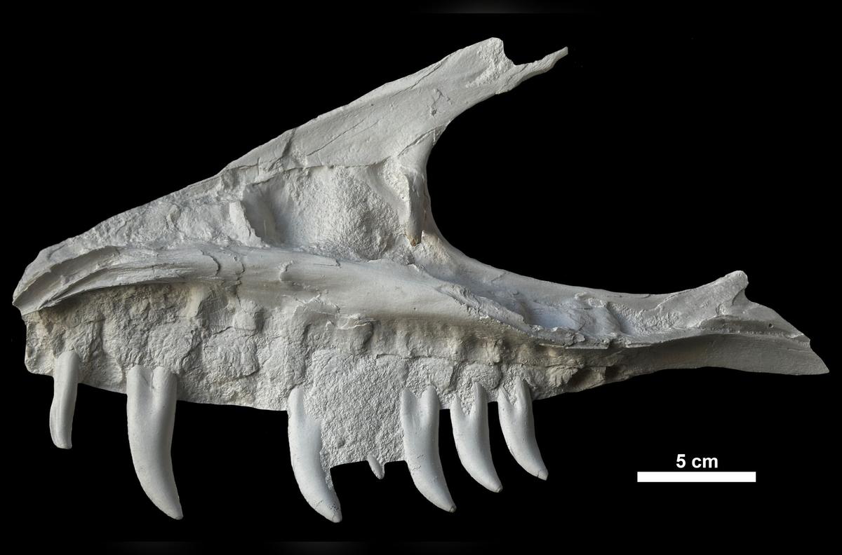 Remains of Dinosaur Skull Found in BC Campground Belonged to T. Rex ‘Great-Uncle’