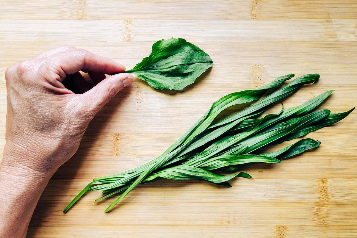 Broadleaf plantain (L), Ribwort plantain (R). (Alexandra Roach/The Epoch Times)