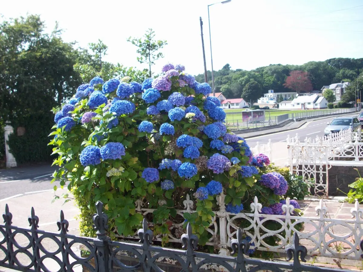 The author notes that the hydrangea gets its color from acidic soil. (<a href="https://commons.wikimedia.org/wiki/User:EoinMahon">EoinMahon</a>/<a href="https://creativecommons.org/licenses/by/2.5">CC BY 2.5</a>)