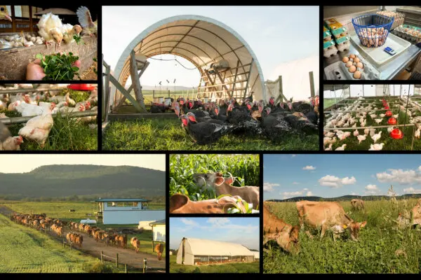 Behind America’s Growing ‘Food Freedom’ Movement