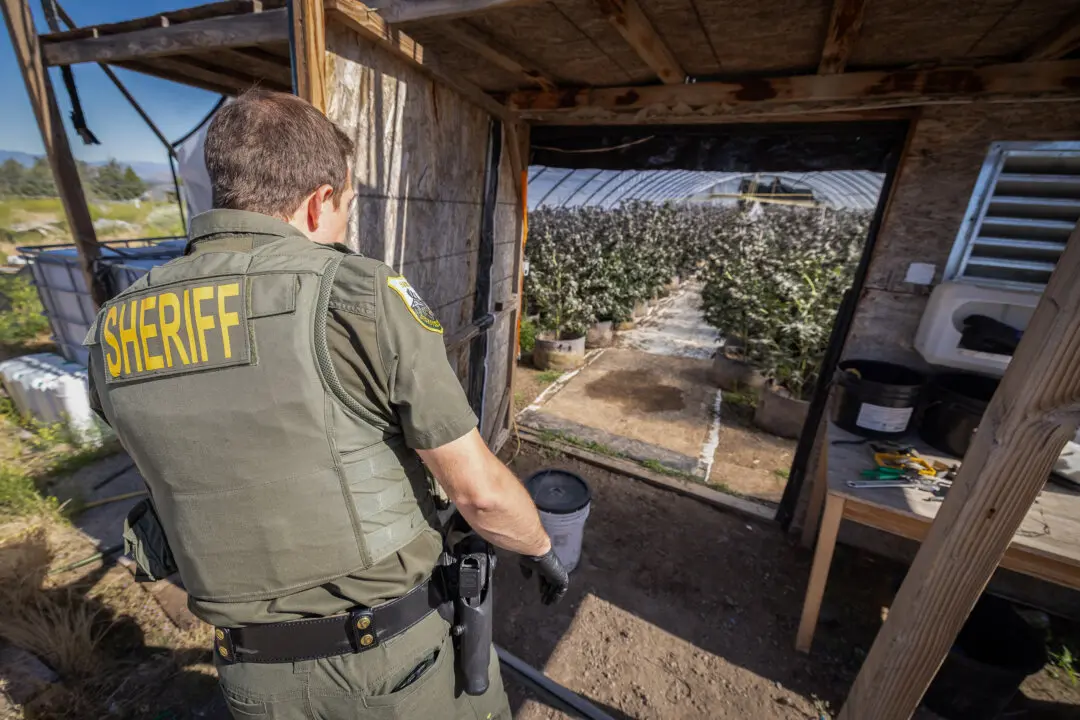 In Photos: Officers Find One of Many Pesticide-Riddled Marijuana Grow Operations in California