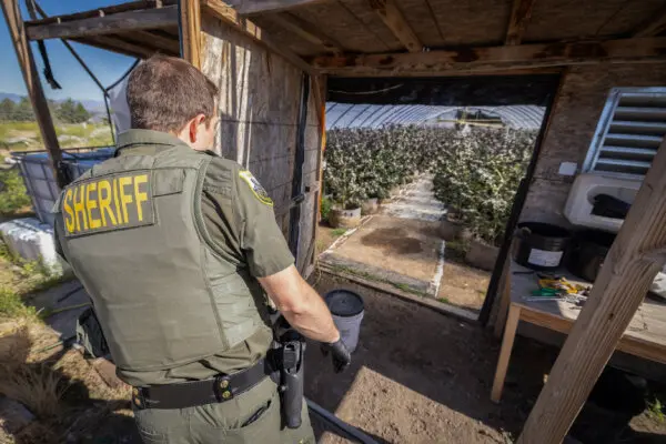 In Photos: Officers Find One of Many Pesticide-Riddled Marijuana Grow Operations in California