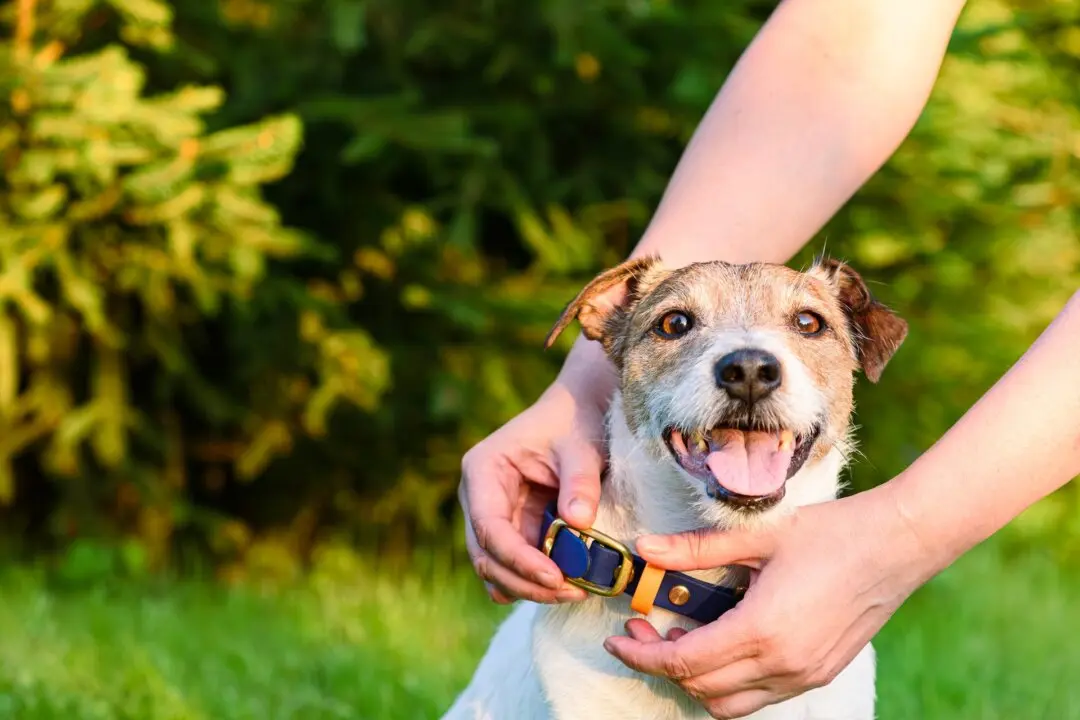 Your Pets Need an Emergency Plan Too