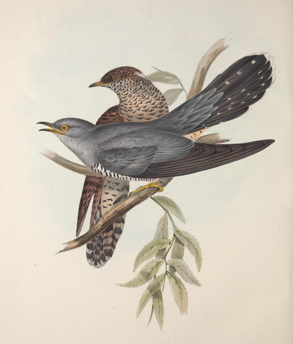 An illustrated plate of the common cuckoo from "The Birds of Europe," 1837, by John Gould. Internet Archive. (Public Domain)