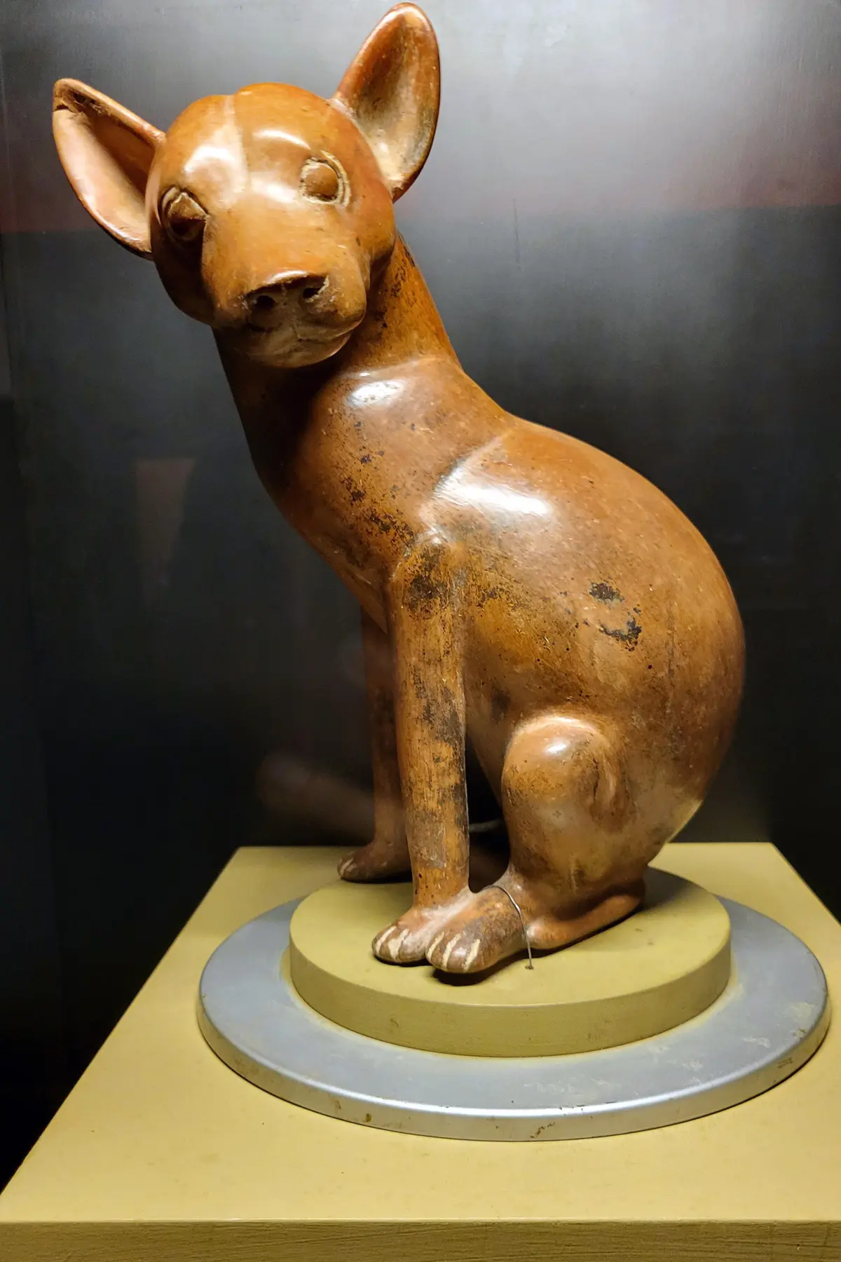 A ceramic figurine of the extinct Mexican dog breed tlalchichi, which is native to Colima. (Daniel Hernandez/Los Angeles Times/TNS)