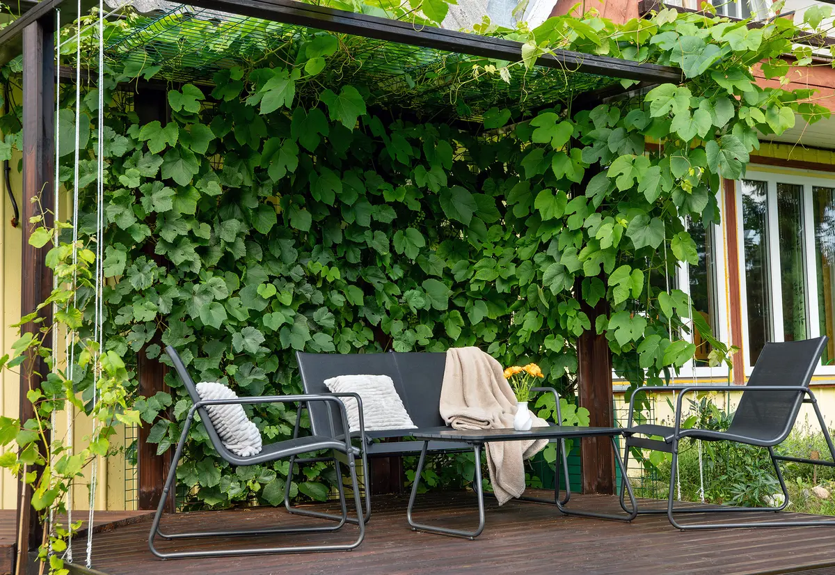 Climbing plants can transform a pergola into a living garden feature, although it can take years for vines to grow dense enough to create a canopy. (FotoHelin/Shutterstock)