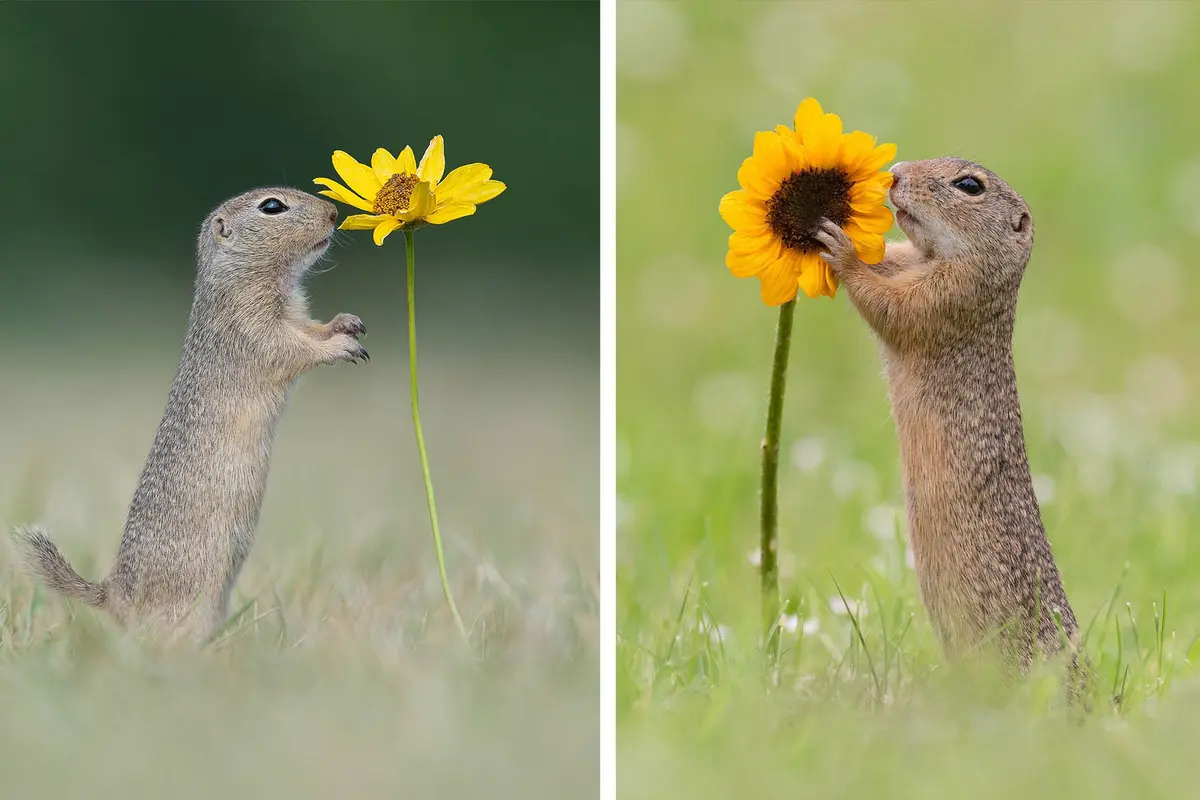 Ground squirrels appear to smell the flowers in a greenspace on the outskirts of Vienna, Austria. (Courtesy of Dick van Duijn)