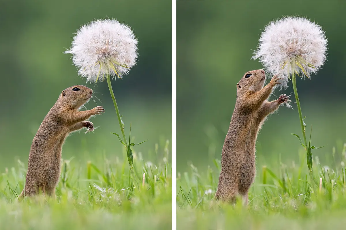 Van Duijn waited patiently to capture photos of the squirrels interacting with the flowers. (Courtesy of Dick van Duijn)