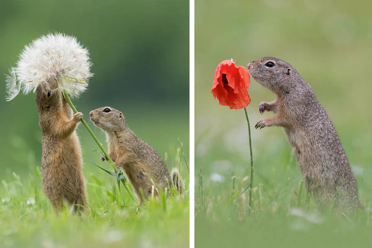 (Courtesy of Dick van Duijn)