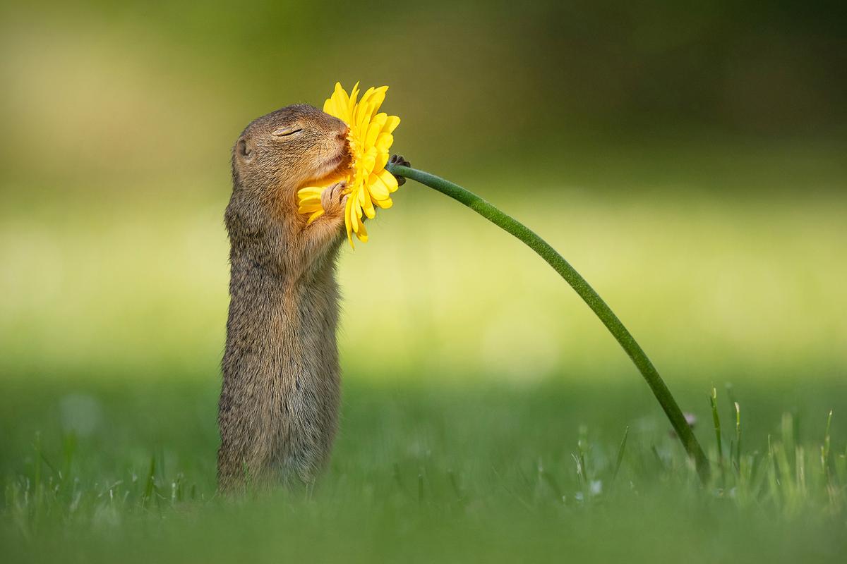 Photographer Captures Adorable Squirrels Stopping to ‘Smell the Flowers’—Photos Go Viral