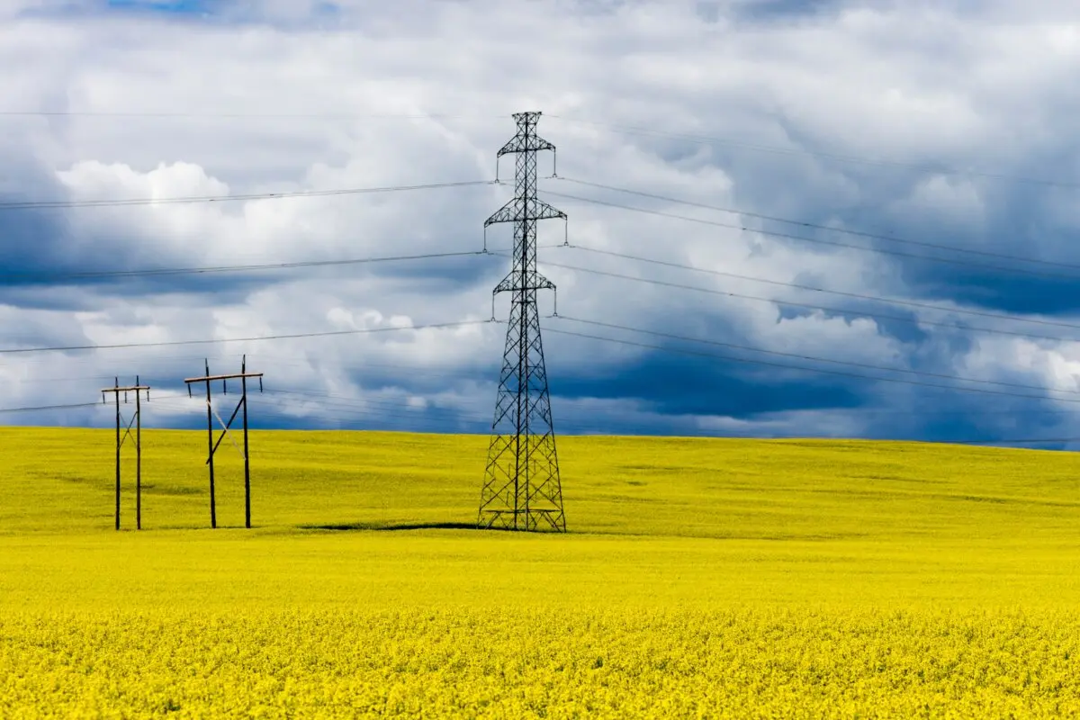 Electrical transmission lines are seen in the middle of a canola field near Pincher Creek, Alta., in a file photo. (Nalidsa/Shutterstock)