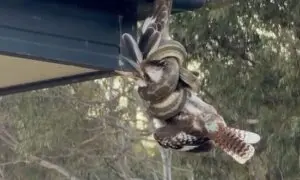 Back From the Brink: Is This Australia’s Luckiest Kookaburra?
